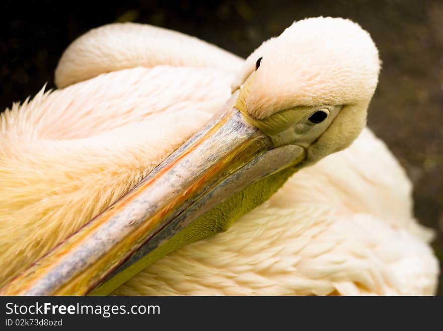 Pelican