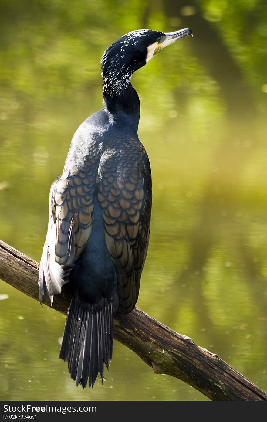 Cormorant