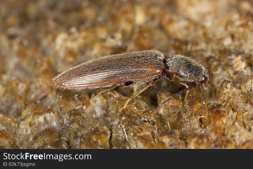 Click beetle on wood.