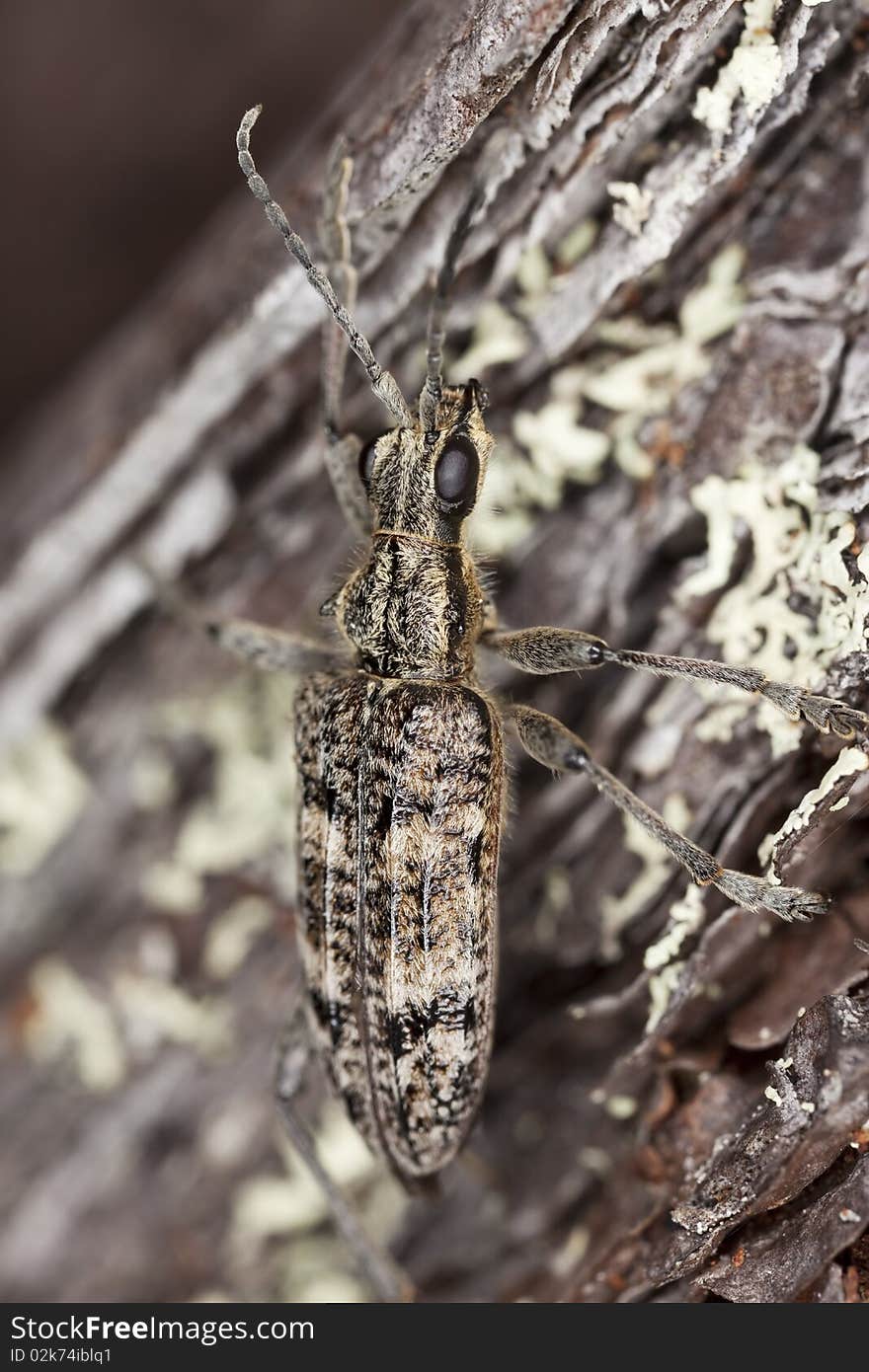 Ribbed pine borer (Rhagium inquisitor) Extreme close-up