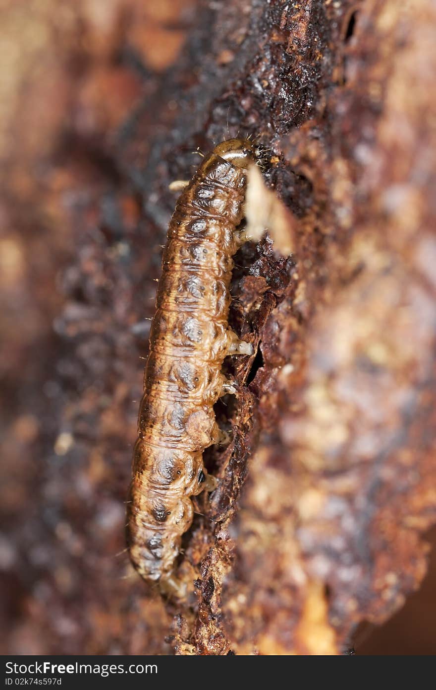 Larvae On Tree.