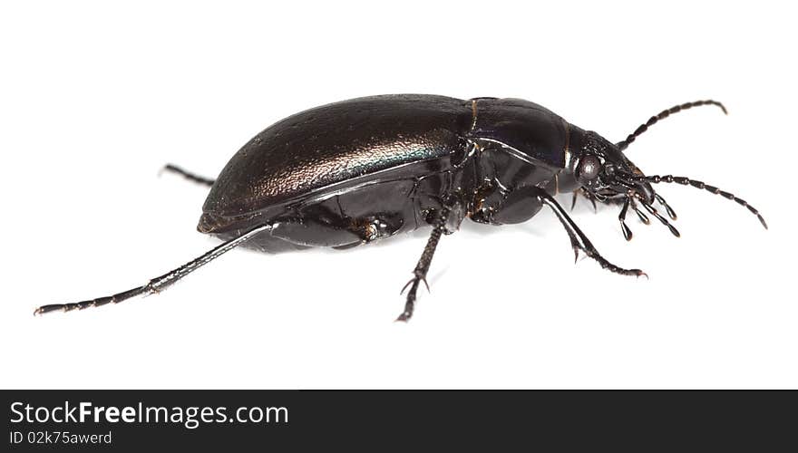 Ground beetle (Carabus nemoralis) isolated over white. Macro photo.