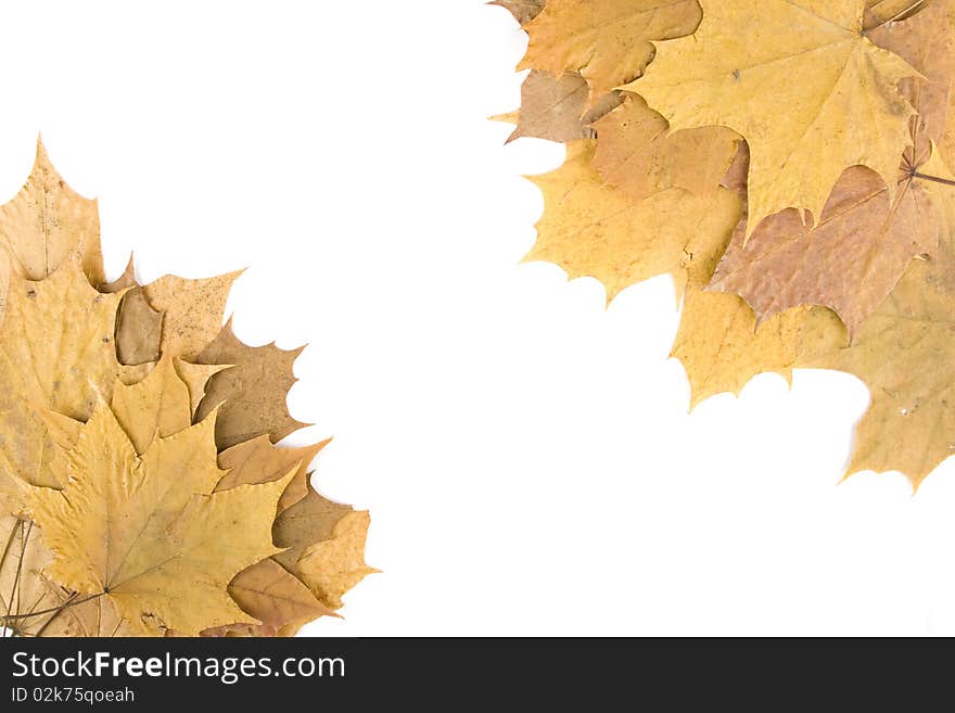 Autumn maple leaves