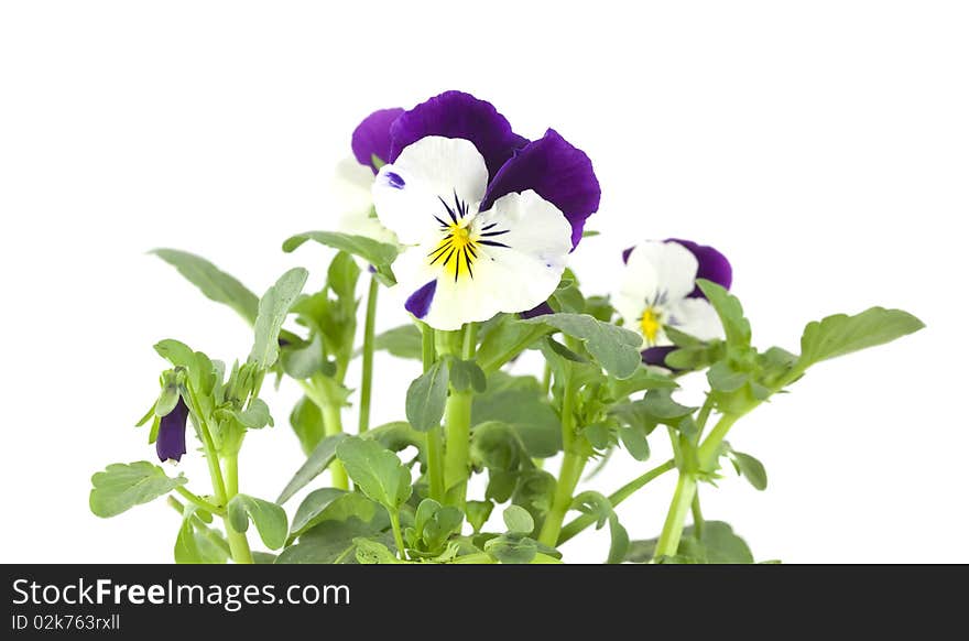 Pansy isolated on white background. Macro photo.