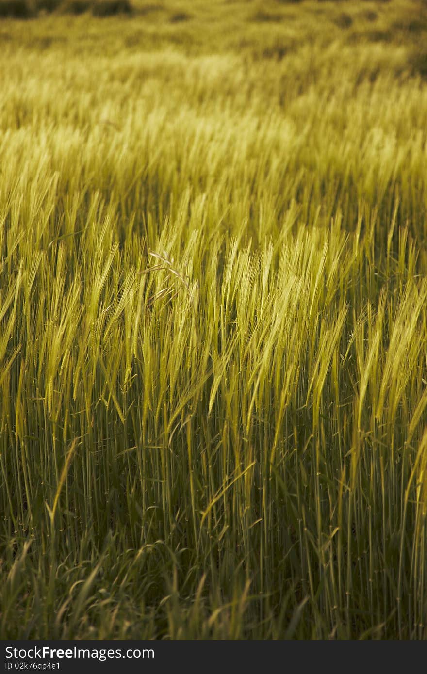 Beautiful field full of green plants on a hot summer sunset