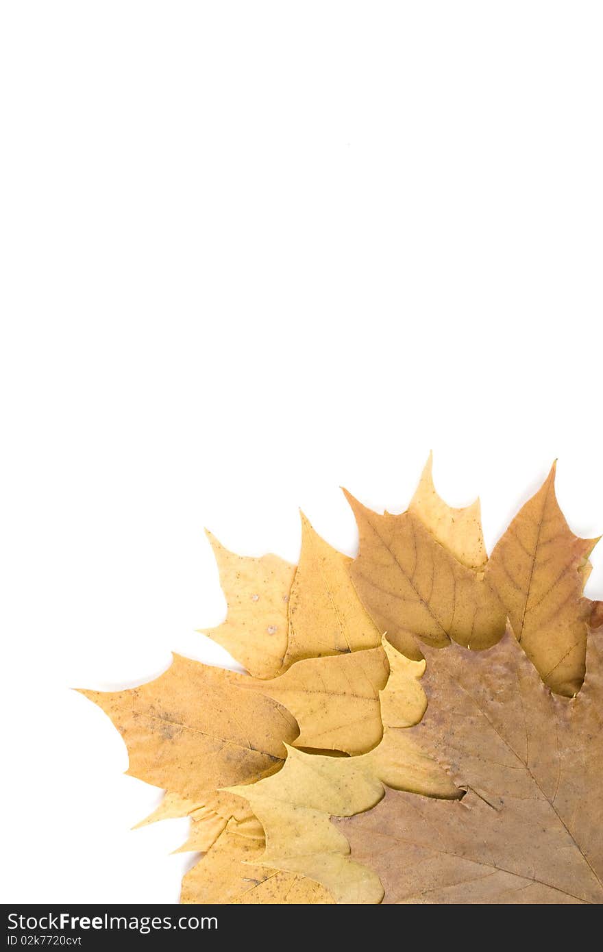 Autumn maple leaves