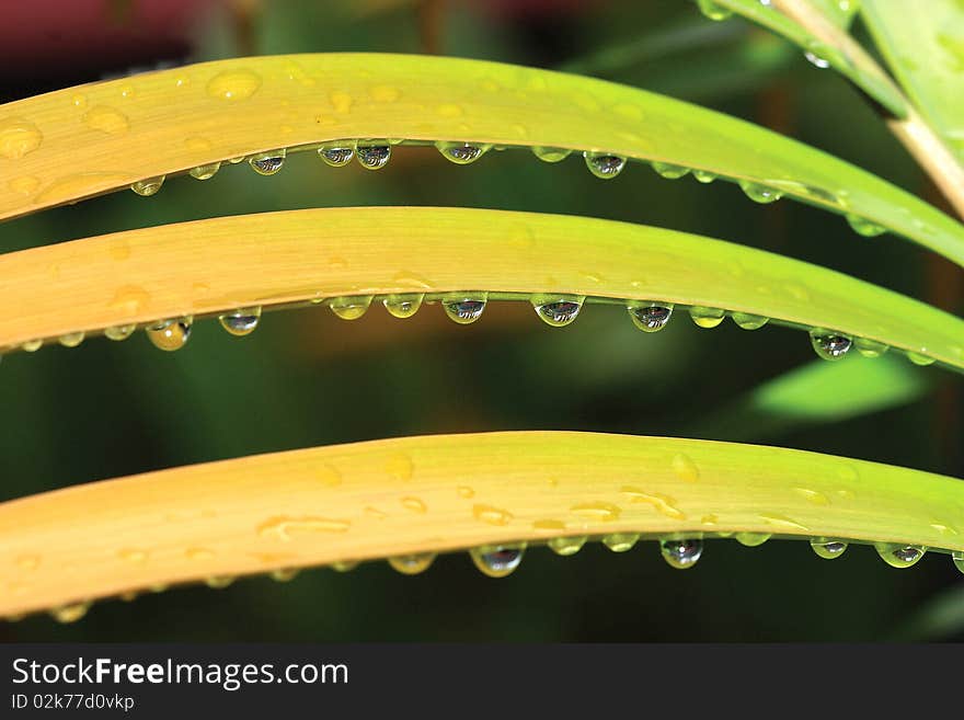 Many drops of water out of the mouth leaves