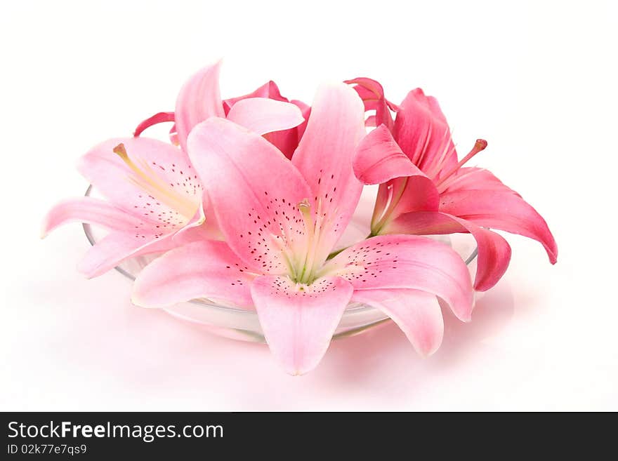 Pink lilies