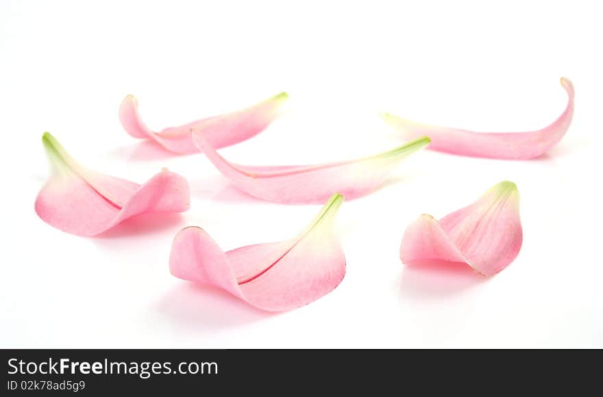 Petals Of Lilies