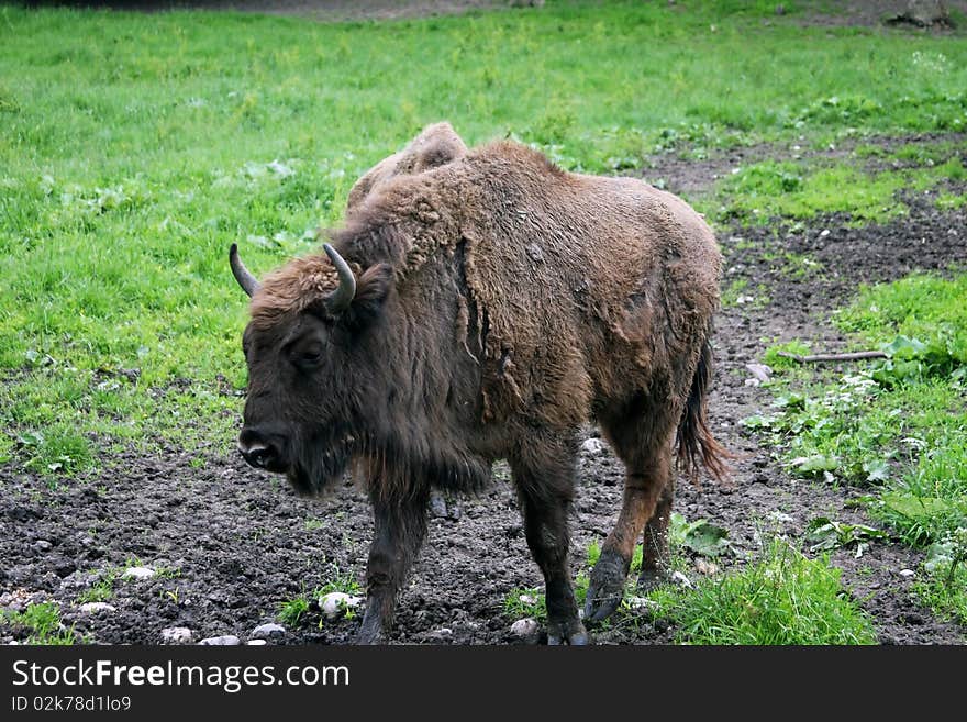 Big buffalo walking