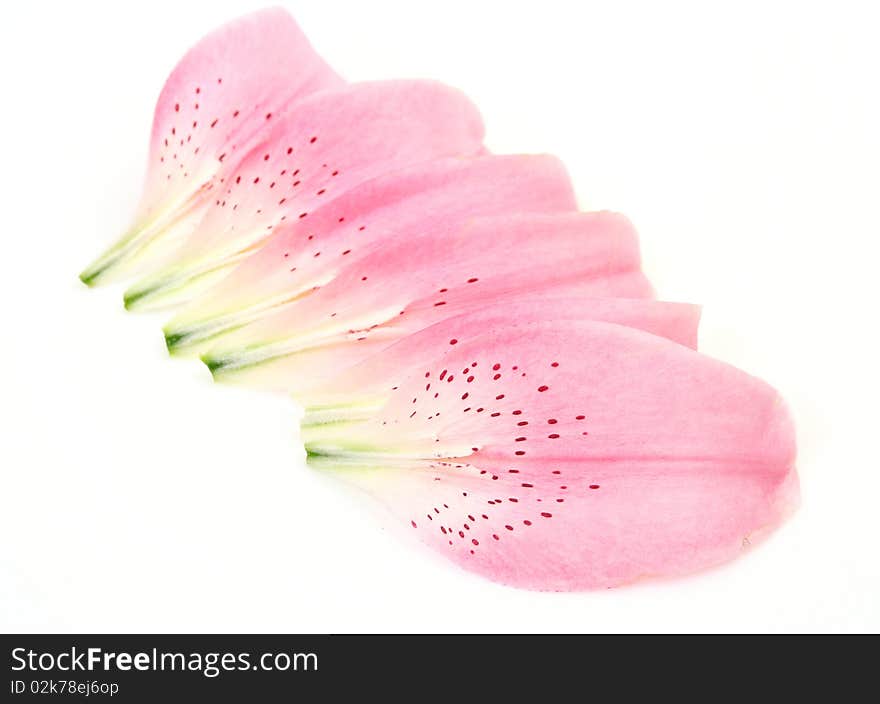 Petals Of Lilies