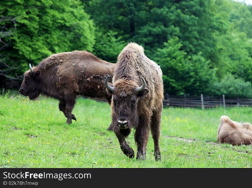 Three buffalo walking in a park. This kind of buffalo are very rare, and there are under 100 alive!. Three buffalo walking in a park. This kind of buffalo are very rare, and there are under 100 alive!