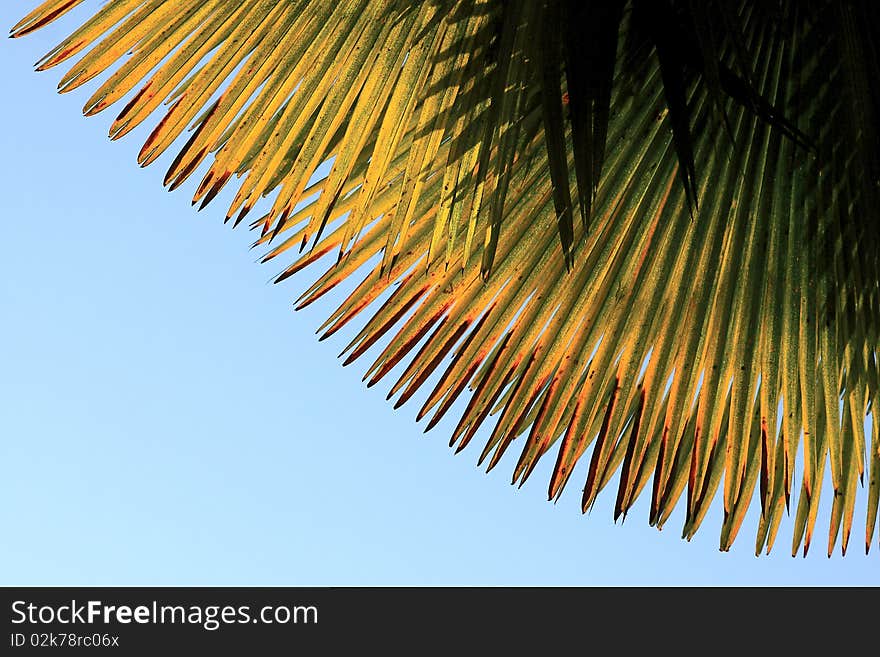 Palm leaf over blue sky