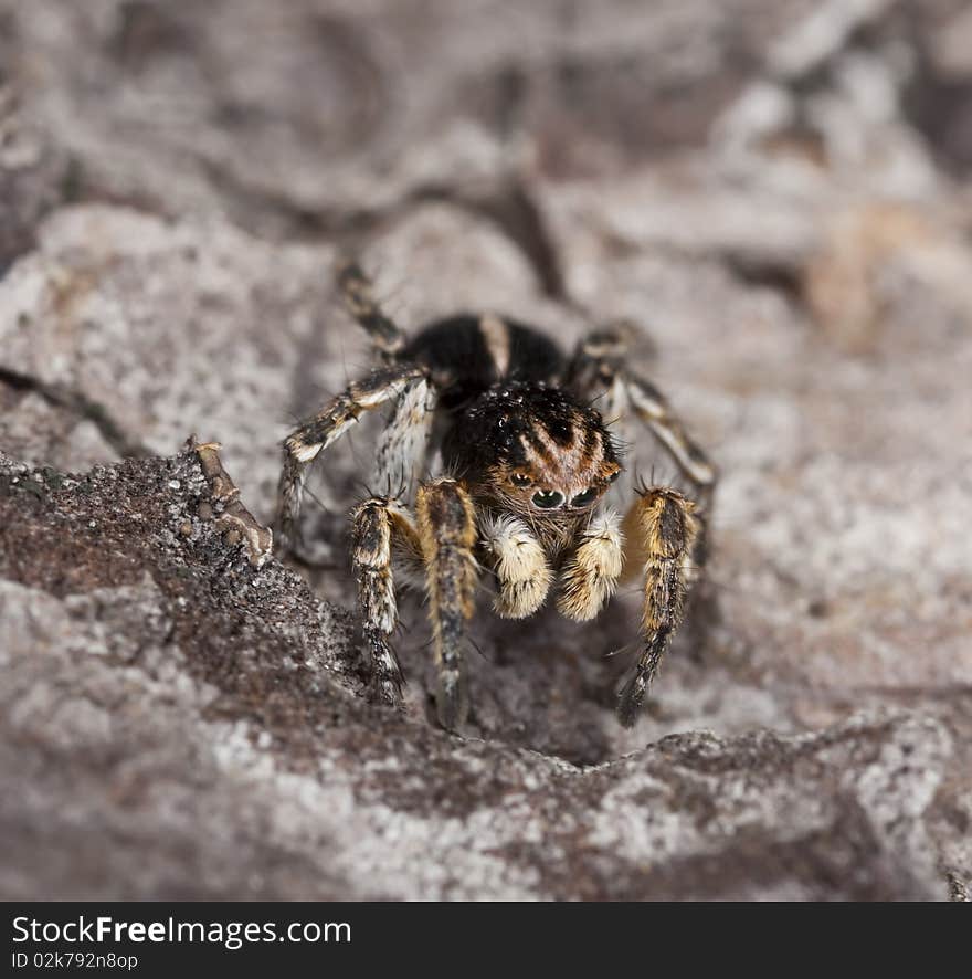 Jumping spider sitting on wood.