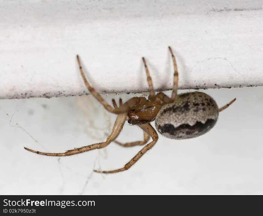 Small spider sitting on wall.