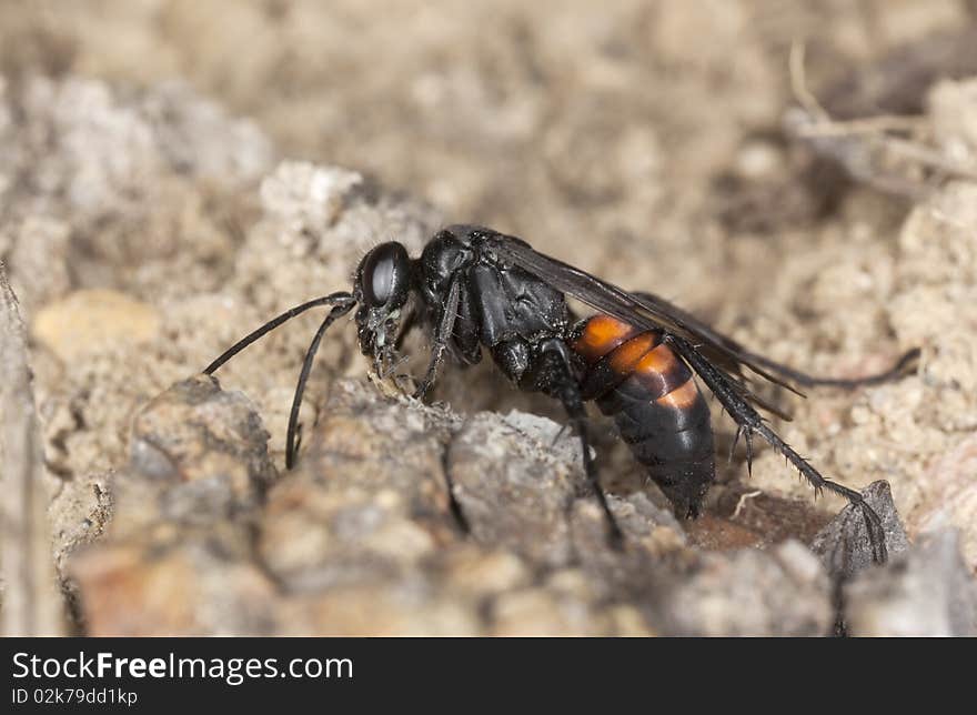 Parasitic wasp (Anoplius viaticus) sitting on sand. Macro photo.