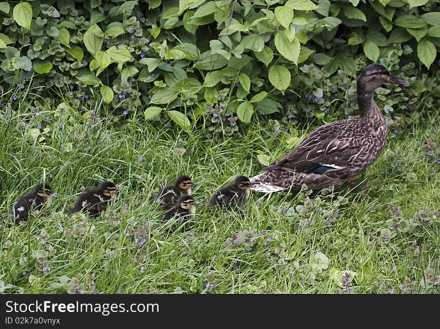 The wild duck or mallard (Anas platyrhynchos) is the best-known and most recognizable of all ducks. It is a dabbling duck which breeds throughout the temperate and sub-tropical America, Europe, Asia, New Zealand (where it is currently the most common duck species), and Australia. The wild duck or mallard (Anas platyrhynchos) is the best-known and most recognizable of all ducks. It is a dabbling duck which breeds throughout the temperate and sub-tropical America, Europe, Asia, New Zealand (where it is currently the most common duck species), and Australia.