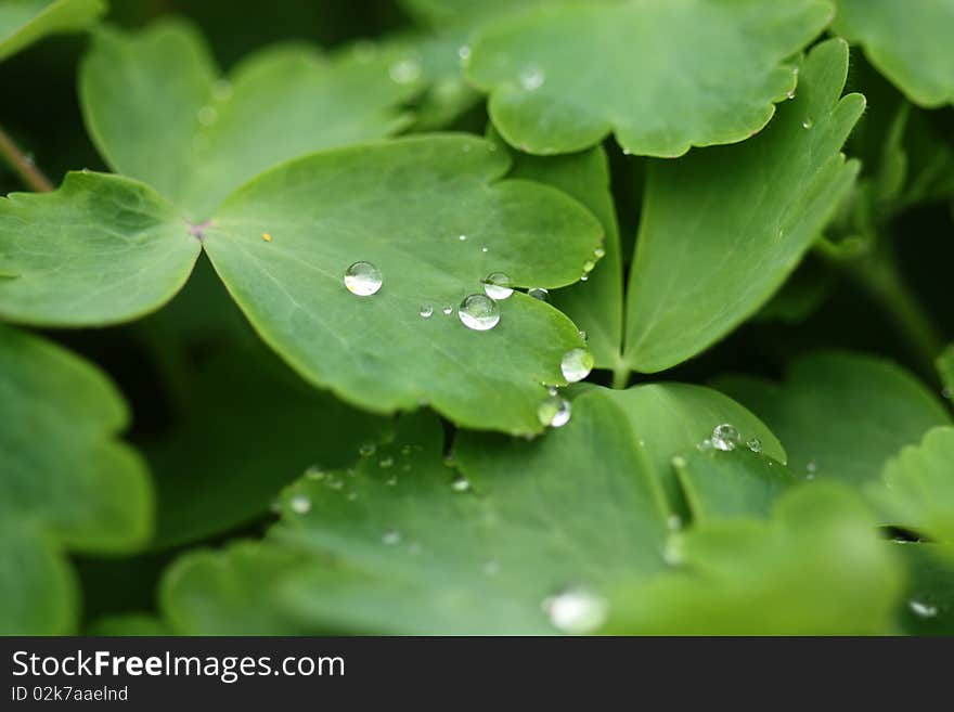 Raindrops on Aquilegia vulgaris leaves