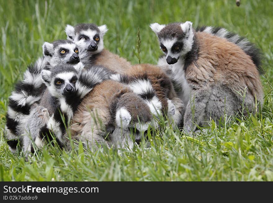 Group of ring-tailed lemurs