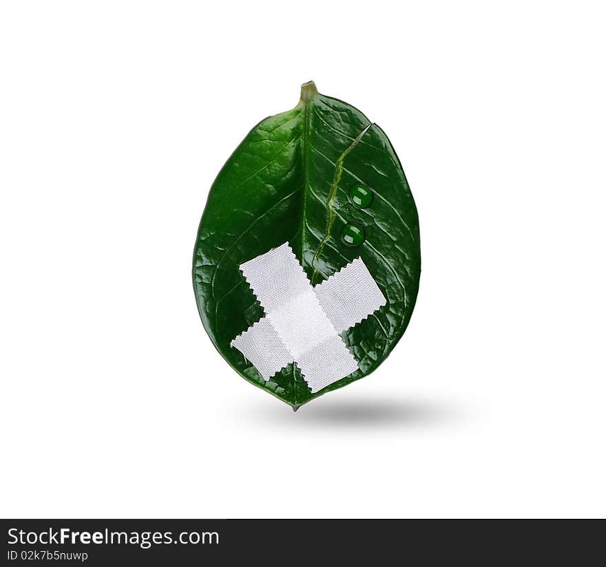 Wounded and suffering leaf - a symbol of environmental protection. Save our environment.