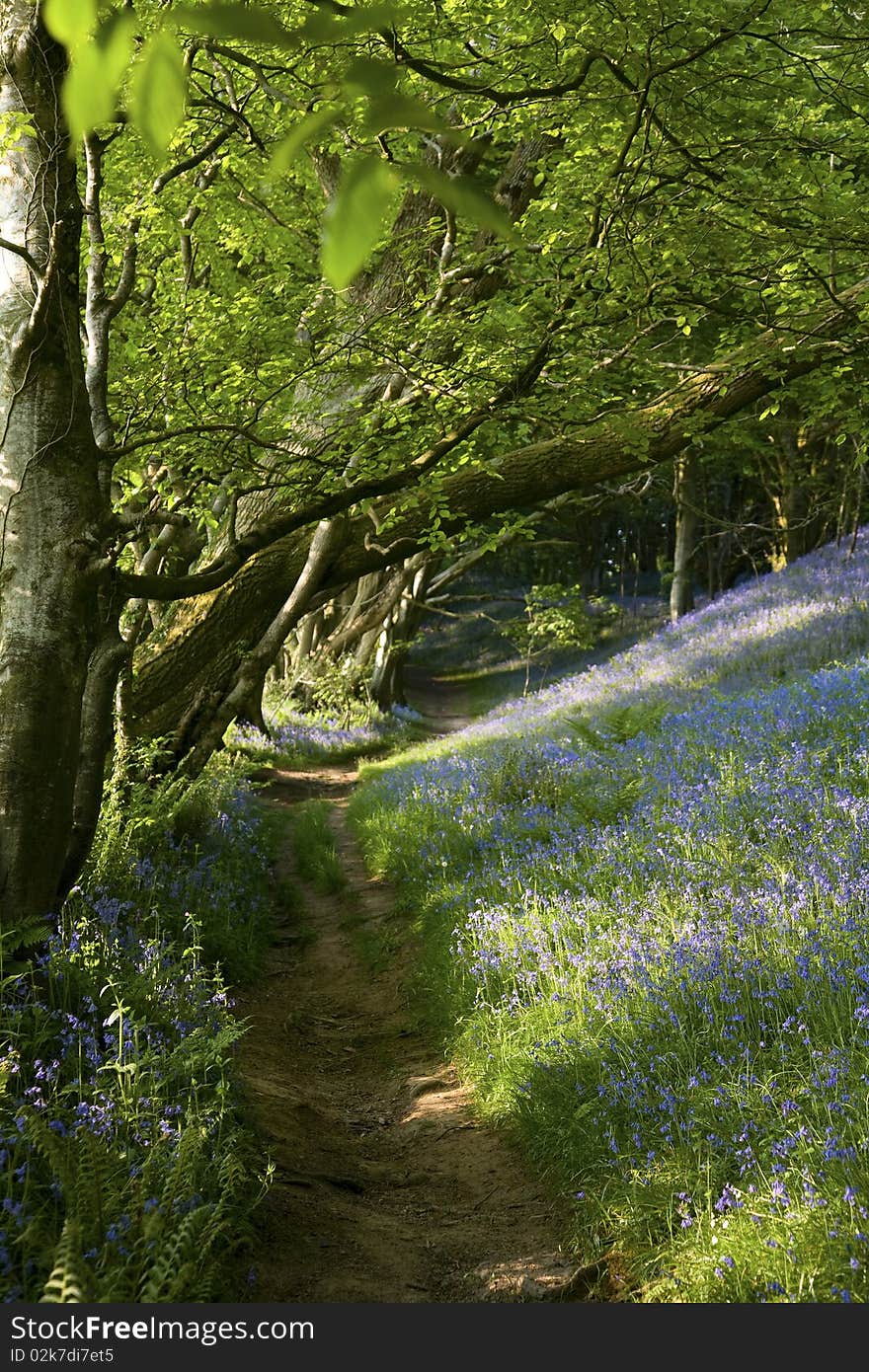 Bluebell Path, England