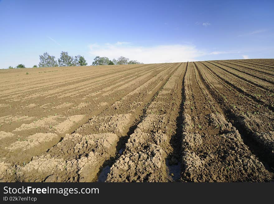 Corn field