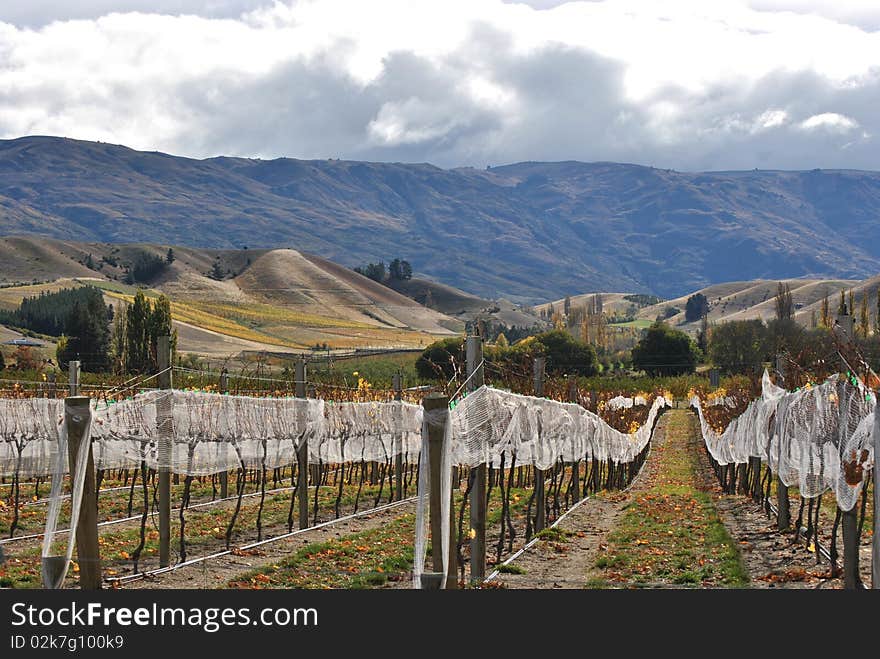 Vineyard in New Zealand