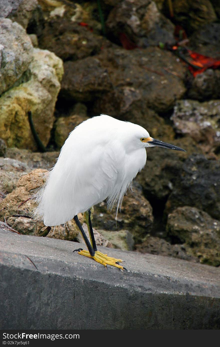 Snowy Egret