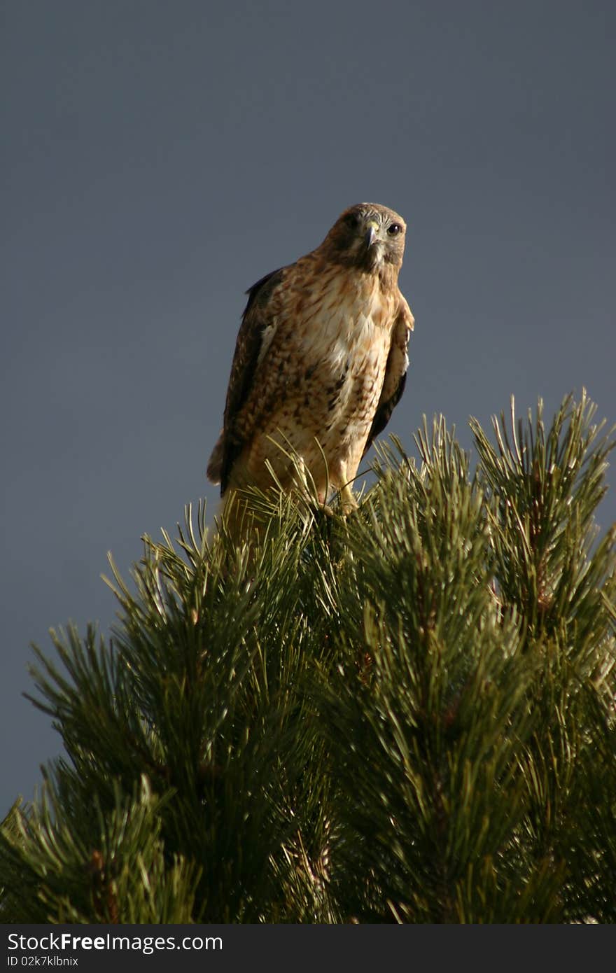 Hawk In Rocky Mountain National Park