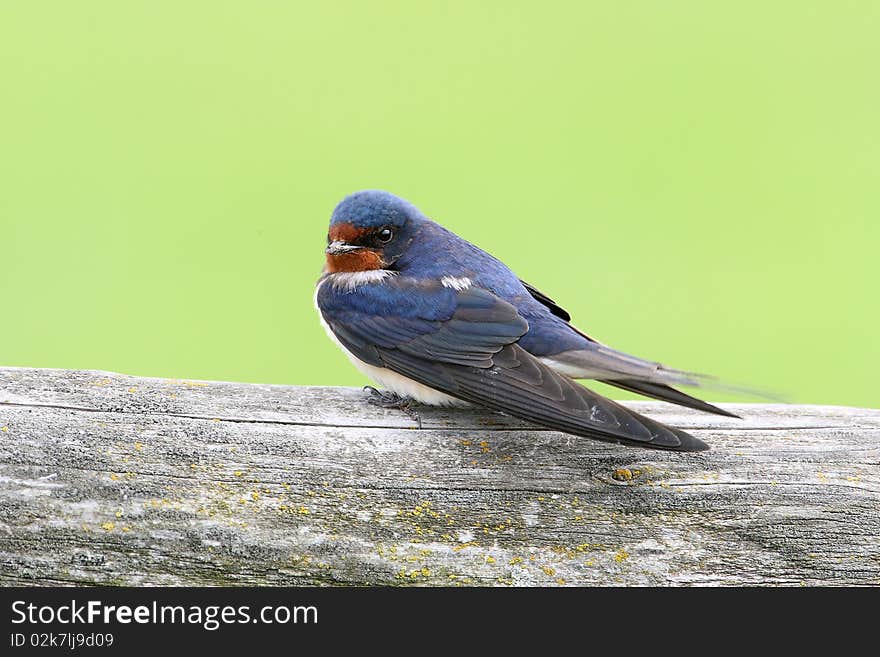 A beautiful tiny blue colored bird sitting on a fence. A beautiful tiny blue colored bird sitting on a fence