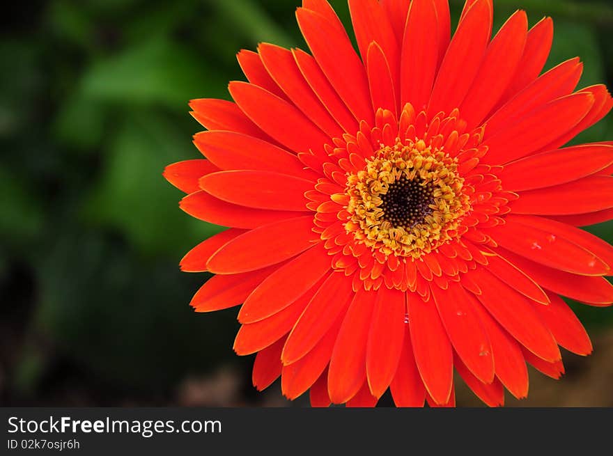 Orange-Red Chrysanthemum