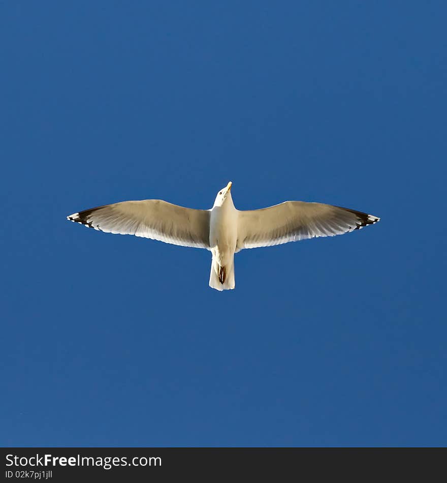 Flying Seagull