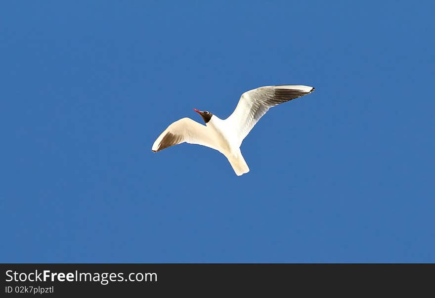 Flying seagull