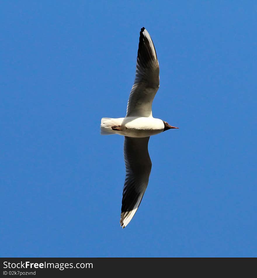 Flying seagull