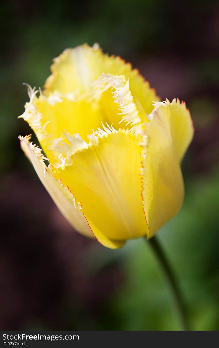 Yellow tulip