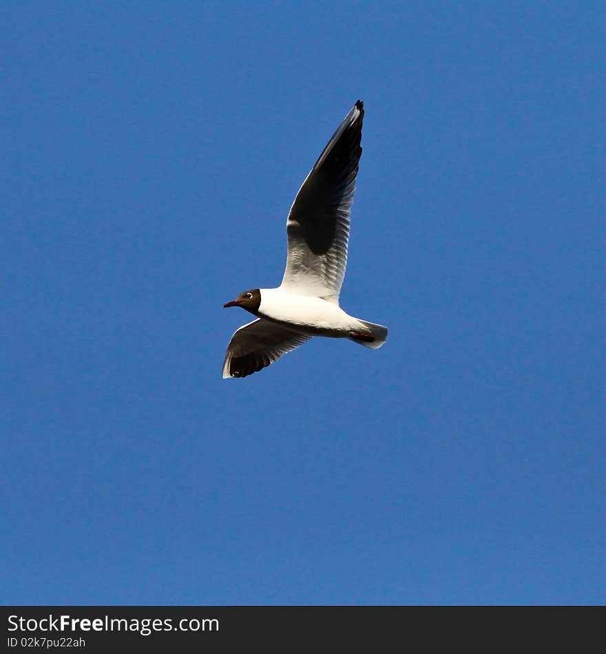 Flying seagull