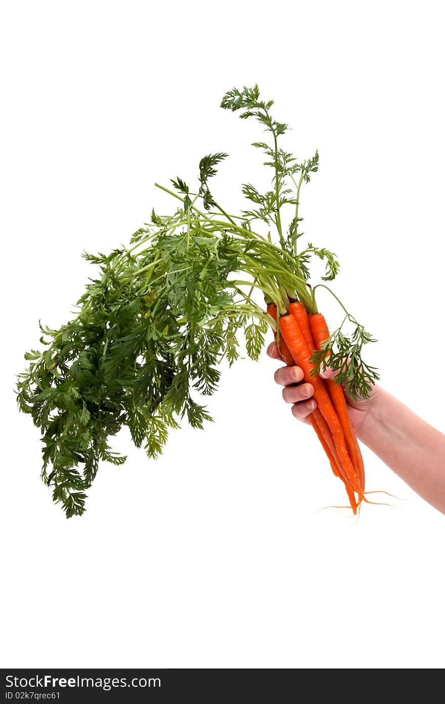 Fresh organic carrot