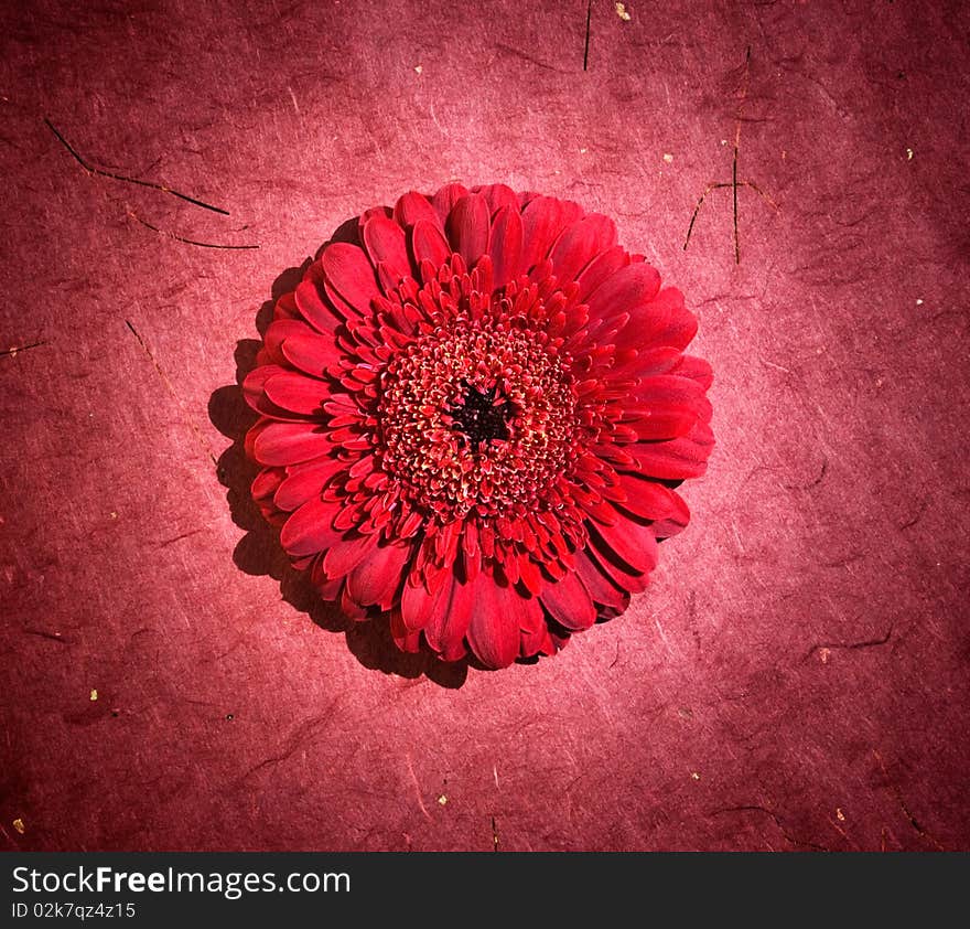 Perfect red gerbera in beautiful full blossom with focused spotlight