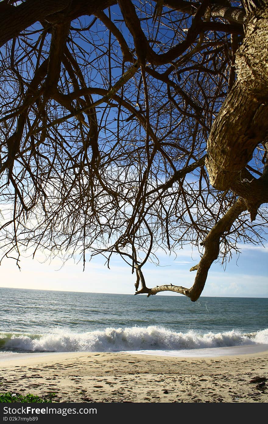 Blue Sky, Tree and Sea