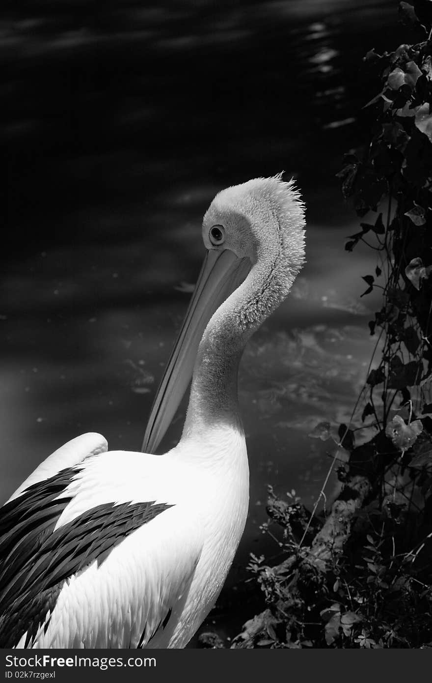 Pelican against the current river