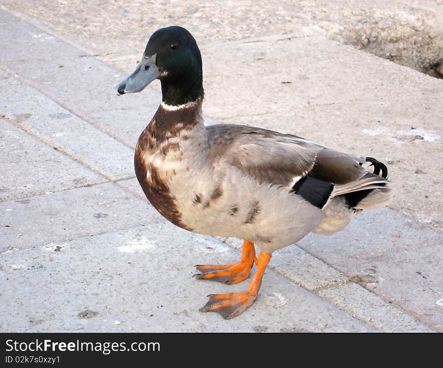 Beautiful duck with a stone background