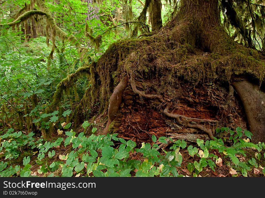 Moss covered tree roots in the wilderness