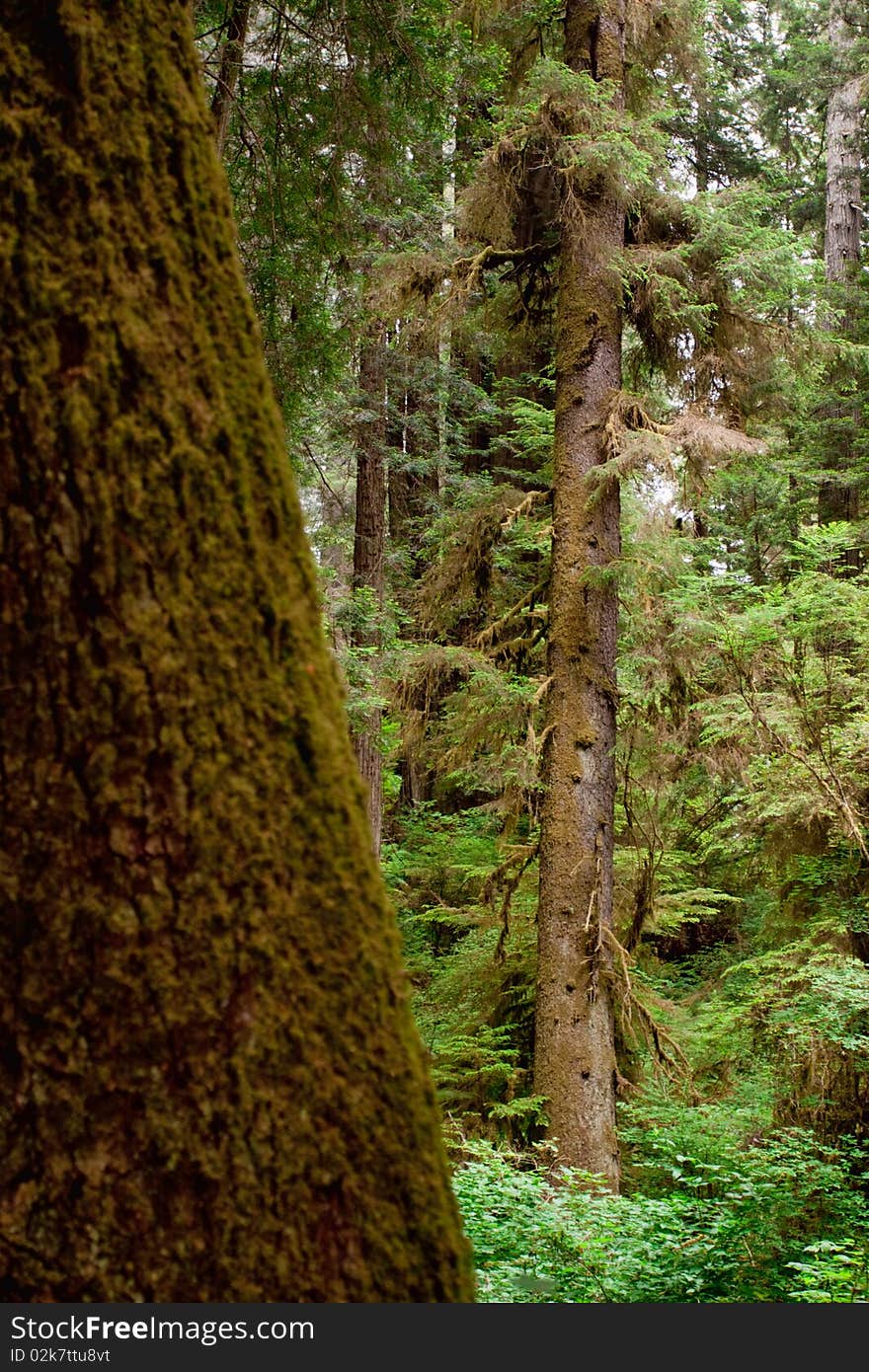 Moss covered tree trunks in lush forest. Moss covered tree trunks in lush forest