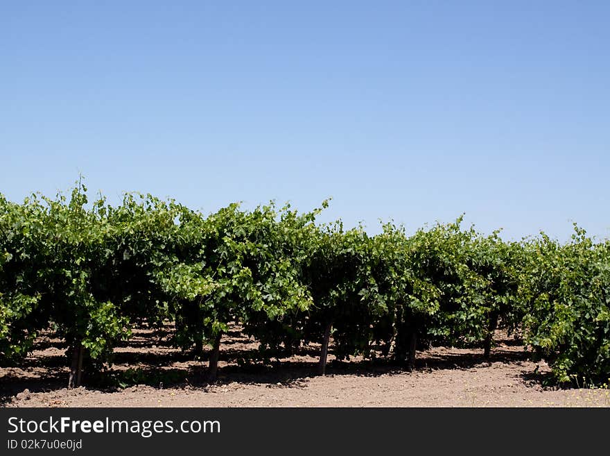 Scenic view of a Napa Valley vineyard