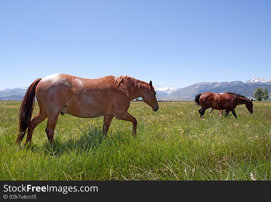 Horses Grazing