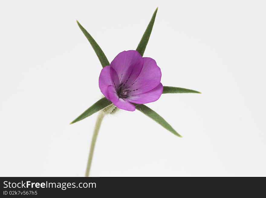 Purple flower