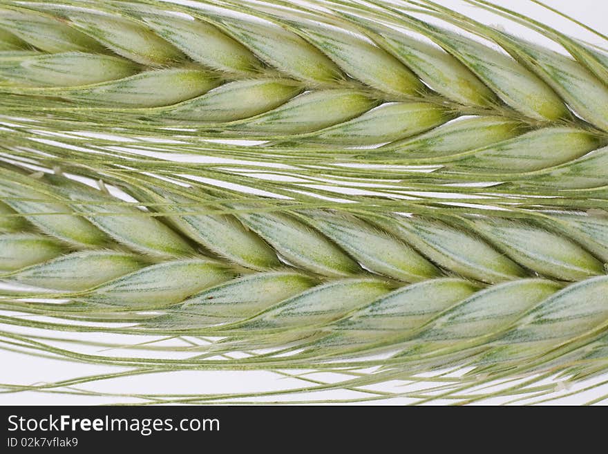 Green wheat background, macro texture