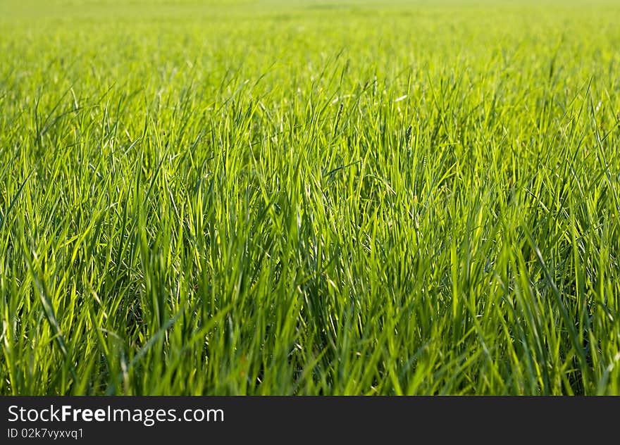 Green grass on a sunny day