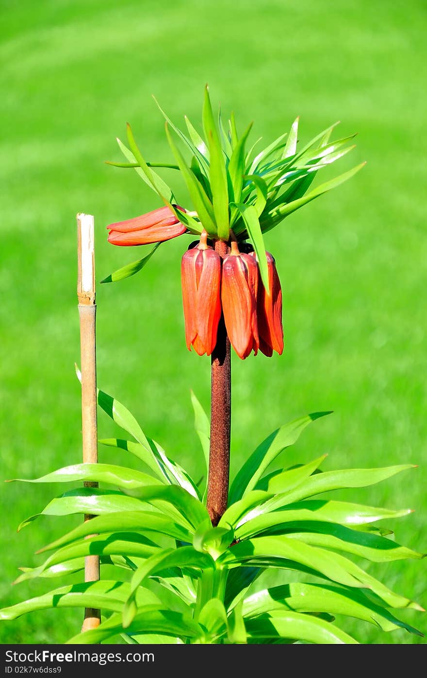 The photo shows a flower called the imperial crown on the background of the lawn. The photo shows a flower called the imperial crown on the background of the lawn.