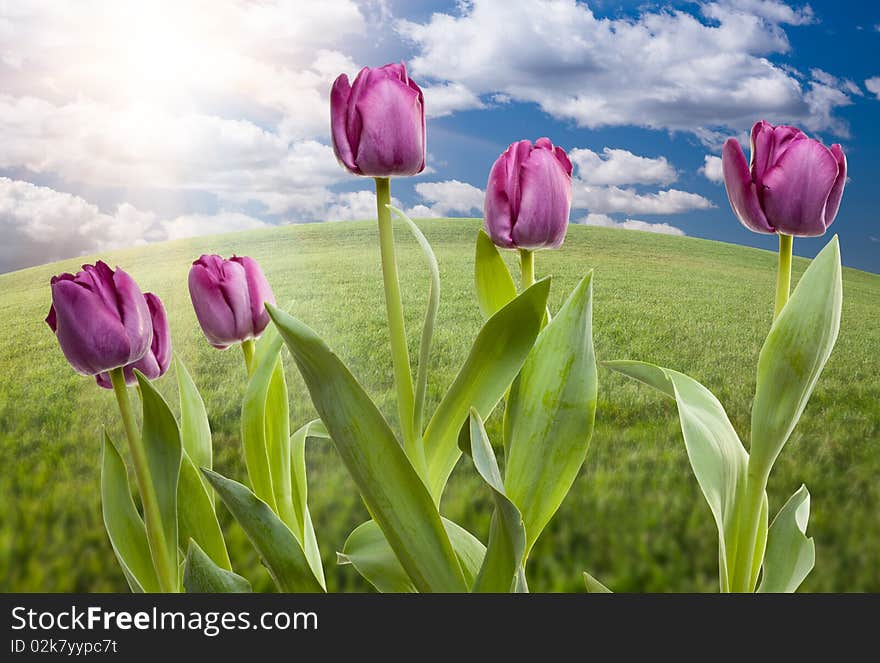 Beautiful Purple Tulips Over Empty Grass Field and Sky with Clouds. Beautiful Purple Tulips Over Empty Grass Field and Sky with Clouds.